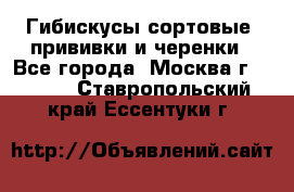 Гибискусы сортовые, прививки и черенки - Все города, Москва г.  »    . Ставропольский край,Ессентуки г.